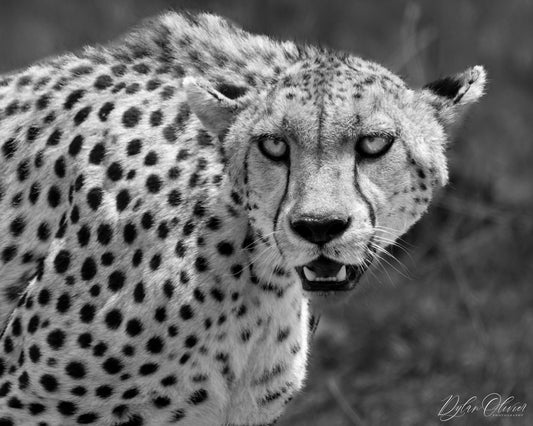 July's Animal of the Month