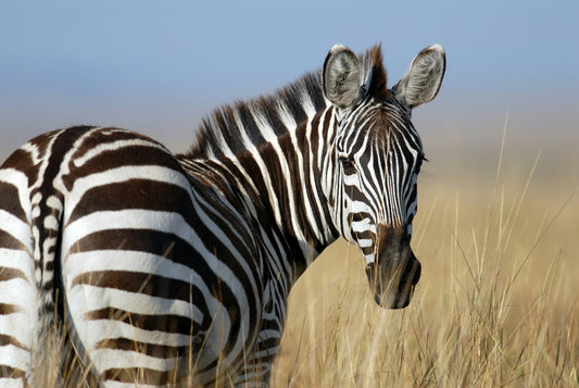 MAY's Animal of the MONTH